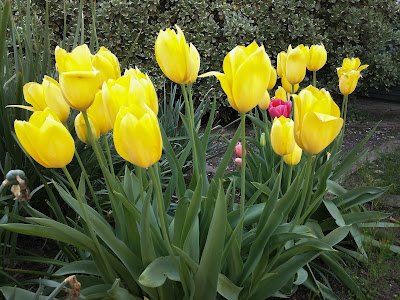 Final different angle of the same yellow tulips