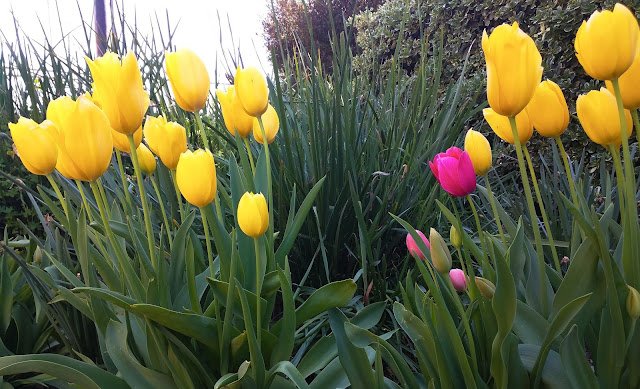 Tulips, Transformation, and Team Blogging