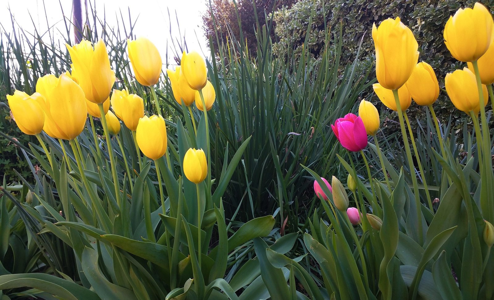 Tulips, Transformation, and Team Blogging