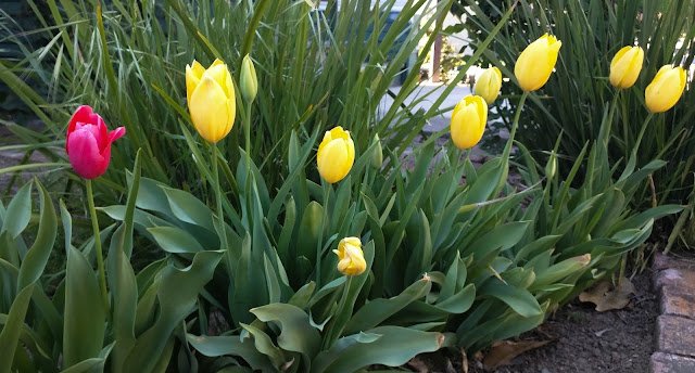 Yet another angle of the same yellow tulips and the violet tulip