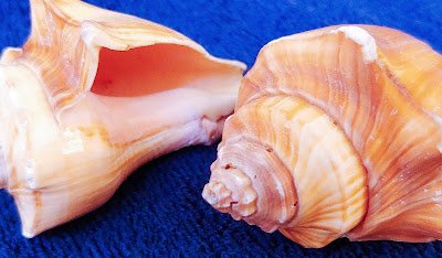 He Put the Ocean in the Shells