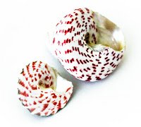 similar snail shells as the previous picture but 2 shells instead of 1