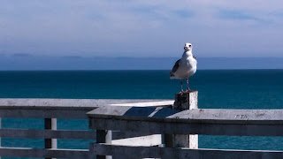 a seagull in a different body position perched atop the safety railing on a pier