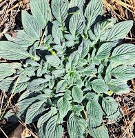 Silvery green leaves of a Silverleaf Phacelia radiate across the ground covering the entire image
