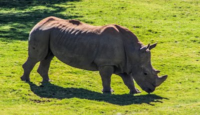Rhino