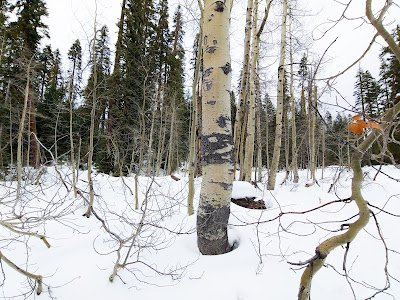 Aspen Grove 3 Same aspen trees in the snow, showing young shoots sprouting up