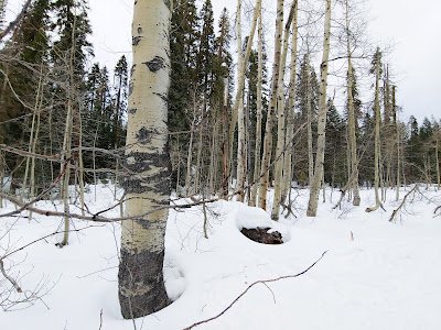 Aspen Grove 2 Same aspen trees in the snow, side view