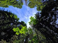 Looking up amongst tall redwood trees into a blue sky