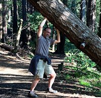 Man pushing up a leaning redwood tree trunk as if he is holding it up with his strength