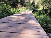 Wooden plank boardwalk curving to the right through trees and brush beyond the image frame